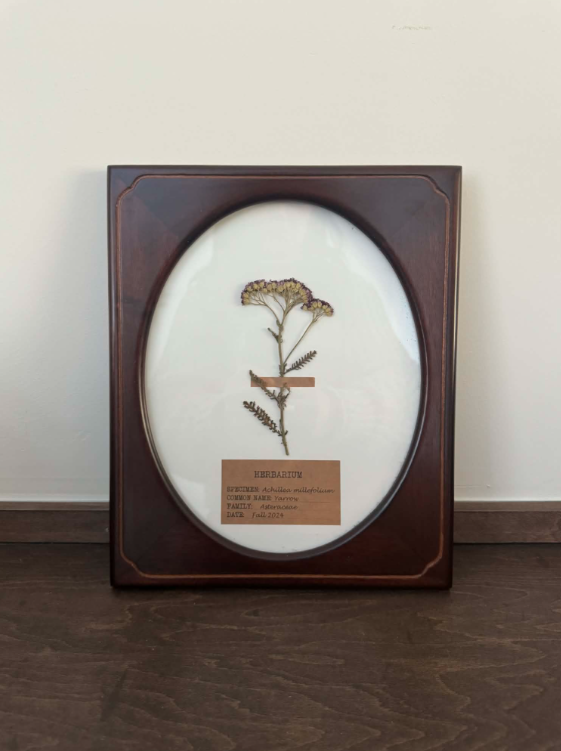 Dried Yarrow Flower Framed Art